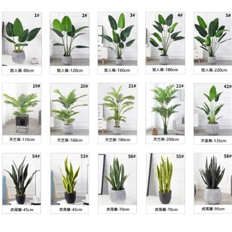 客廳植栽|新手怎麼種都美！8種好養好看的室內植物推薦與佈置 